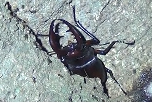 シラカシ クワガタ 新境地_東京多摩地区・(第2)シラカシ_2024年7月11日夜